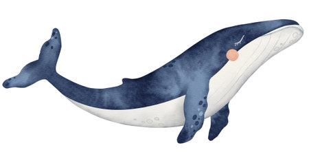 Watercolor ocean animal, underwater illustration, cute baby blue whaleの写真素材