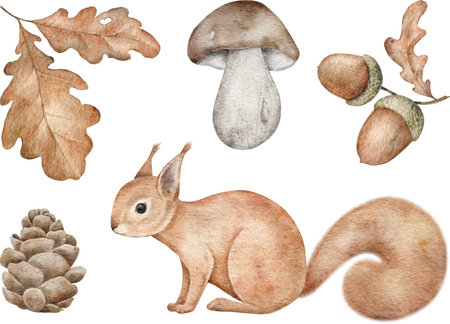Watercolor woodland animal, Squirrel, pine cone, leaves, boletus and acorn for wall stickers, posters, invitation and greeting cards. Hand-drawing design element.の写真素材
