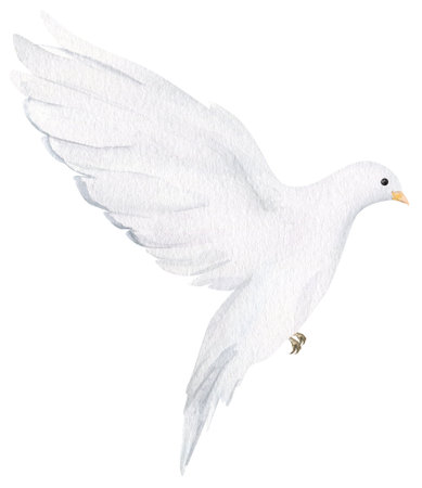 Watercolor white dove. Hand drawn watercolor illustration. decorative design elements.の写真素材
