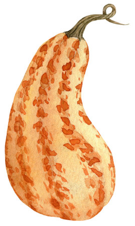 Watercolor orange pumpkins, Harvest vegetable illustration isolated on the white backgroundの写真素材