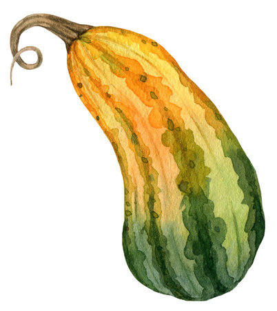 Watercolor yellow green pumpkins, Harvest vegetable illustration isolated on the white backgroundの写真素材