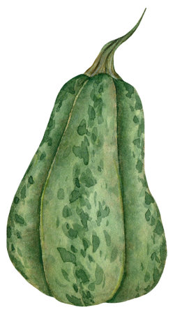 Watercolor green pumpkins, Harvest vegetable illustration isolated on the white backgroundの写真素材