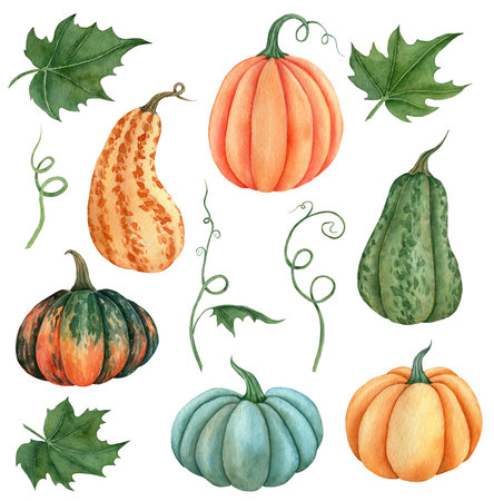 Watercolor colorful pumpkins harvest vegetable illustration with leaves isolated on the white backgroundの写真素材
