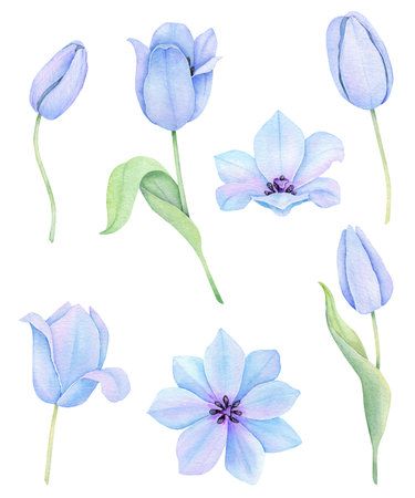 Watercolor blue tulip. Spring floral set. Hand drawn flowers illustration.の写真素材