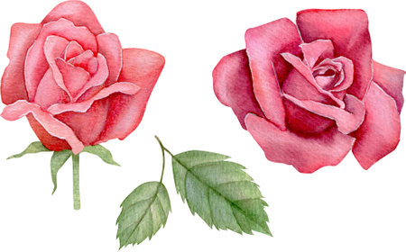 Watercolor red roses. Hand drawn floral illustration.の写真素材