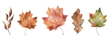Watercolor fall leaves. Hand drawn maple and oak leaves illustrationの写真素材