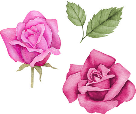 Watercolor red roses. Hand drawn floral illustration.の写真素材