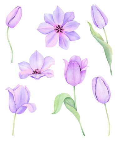Watercolor purple tulip. Spring floral set isolated on white background. Hand drawn flowers illustration.の写真素材