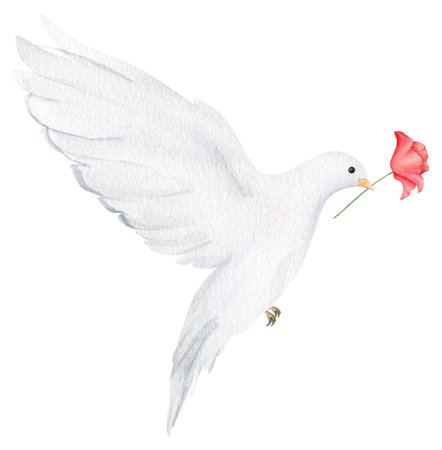 Hand drawn white dove with red poppy flower. Watercolor design element for Remembrance Day, Anzac Day.の写真素材