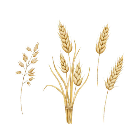 Spikelets of wheat, rye, barley, grains. Bunch of wheat and oats. Watercolor hand drawn illustration. Bakery collection of autumn wheat. Nature design elements for for packaging, label, web pages, wedding invitations, greeting cards, postcards.の写真素材