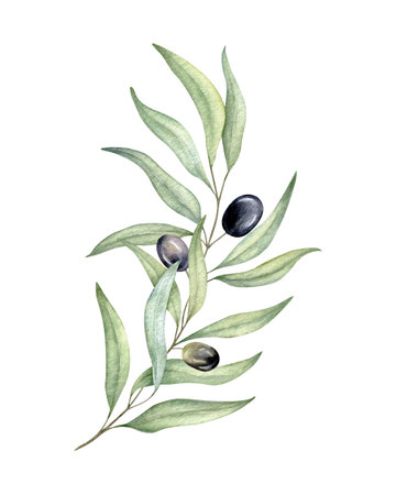 Olive branches, leaves and black berries. Olive fruit and tree branches with leaves. Hand drawn watercolor illustration. Floral plant design for wedding invitation, label, pack, stationery, greeting, wallpaperの写真素材