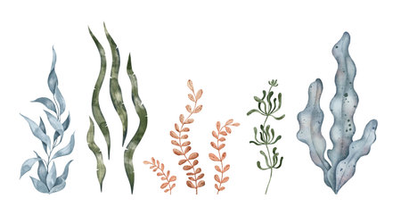 Blue and green seaweed algae leaves, kelp. Underwater plant. Hand drawn watercolor illustration. Marine design elements for print, label, packaging paper, cosmetic, food, cardの写真素材
