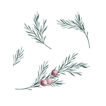 Set of twigs of rosemary with leaves and red berries. Rosemary essential oil. Kitchen herbs branch and spice. Hand drawn watercolor illustration for banner, label, package, patternの写真素材
