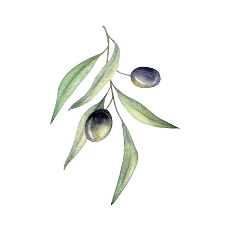 Olive branches, leaves and black berries. Olive fruit and tree branches with leaves. Hand drawn watercolor illustration. Floral plant design for wedding invitation, label, pack, stationery, greeting, souvenirus.の写真素材