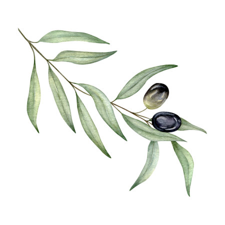 Olive branches, leaves and black berries. Olive fruit and tree branches with leaves. Hand drawn watercolor illustration. Floral plant design for wedding invitation, label, pack, stationery, greeting, wallpaperの写真素材
