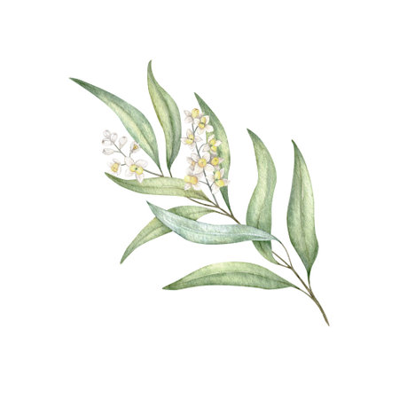 Olive branches, leaves and flowers. Olive fruit and tree branches with leaves. Hand drawn watercolor illustration. Floral plant design for wedding invitation, label, pack, stationery, greeting, wallpaperの写真素材
