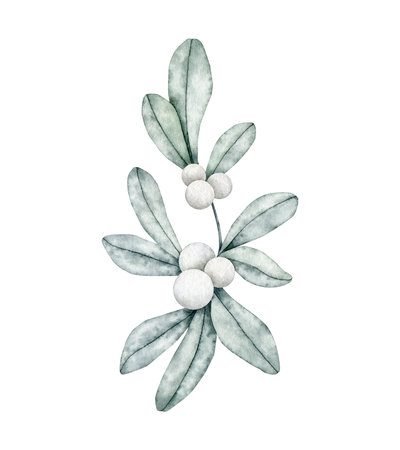Symphoricarpos, commonly known as the snowberry, waxberry, or ghostberry. Deciduous shrub with white berries. Hand drawn watercolor illustration for greeting card, wedding invitationの写真素材