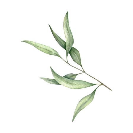 Green leaf branches. Greenery foliage, Eucalyptus, olive Botanical design element. Hand drawn watercolor illustration for greeting card, wedding invitation, pack, stationaryの写真素材