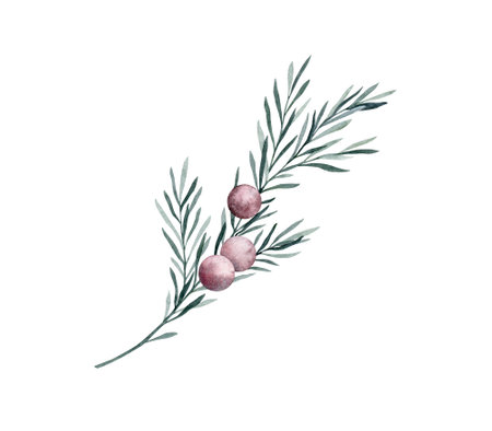 Twig of rosemary with leaves and red berries. Taxus baccata. Juniper essential oil. Kitchen herbs branch and spice. Hand drawn watercolor illustration for banner, label, package, patternの写真素材