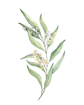 Olive branches, leaves and flowers. Olive fruit and tree branches with leaves. Hand drawn watercolor illustration. Floral plant design for wedding invitation, label, pack, stationery, greeting, wallpaperの写真素材