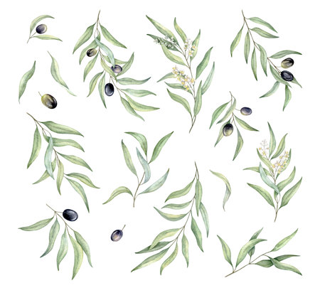 Set of green leaf branches collection. Eucalyptus, olive berries and flowers, greenery foliage, Botanical design element. Hand drawn watercolor illustration for cosmetic branding, greeting card, wedding invitation, pack, stationaryの写真素材