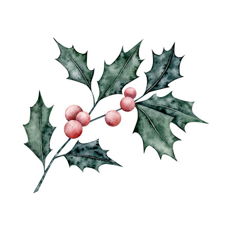 Ilex branches with red berries and leaves. Hand drawn watercolor illustration for Christmas card, souvenirs, winter poster, happy new year, sticker, invitation, greetingの写真素材