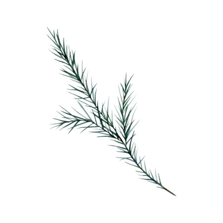 Spruce branch, Christmas pine twig, evergreen tree, fir, cedar winter plants, New Year wood, holiday decoration. Hand drawn watercolor illustration for Christmas card, souvenirs, winter poster, happy new year, sticker, invitation, greetingの写真素材