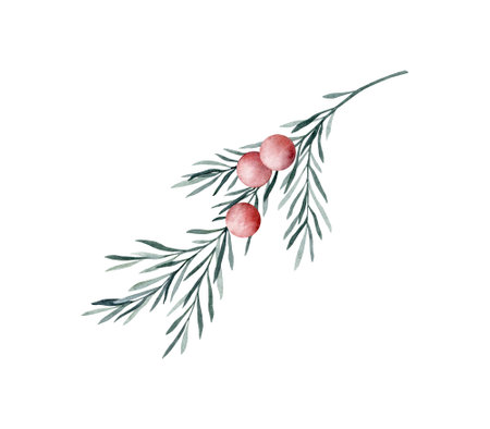 Set of twigs of rosemary with leaves and red berries. Taxus baccata. Juniper essential oil. Kitchen herbs branch and spice. Hand drawn watercolor illustration for banner, label, package, patternの写真素材