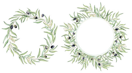 Set of green leaf branches wreaths. Olive berries, greenery foliage, Botanical design element. Hand drawn watercolor illustration for cosmetic branding, greeting card, wedding invitation, pack, stationaryの写真素材