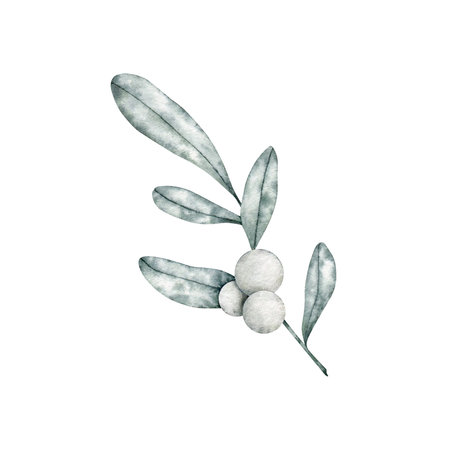 Symphoricarpos, commonly known as the snowberry, waxberry, or ghostberry. Deciduous shrub with white berries. Hand drawn watercolor illustration for greeting card, wedding invitationの写真素材