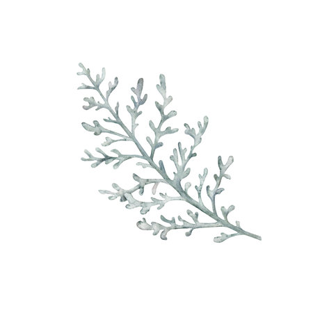 Dusty Miller, Silver Jacobaea maritima plant. Winter botanical leaves. Hand drawn watercolor illustration. Floral plant design for wedding invitation, label, pack, christmas, greeting, wallpaperの写真素材