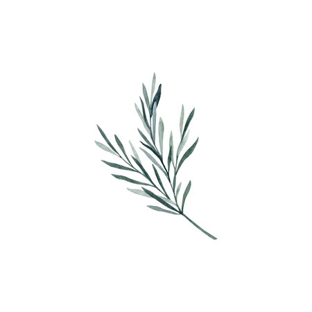 Twig of rosemary with leaves. Taxus baccata. Juniper essential oil. Kitchen herbs branch and spice. Hand drawn watercolor illustration for banner, label, package, patternの写真素材