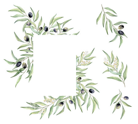 Set of green leaf branches. Restrangle frame with place for text. Olive berries, greenery foliage, Botanical design element. Hand drawn watercolor illustration for cosmetic branding, greeting card, wedding invitation, pack, stationaryの写真素材
