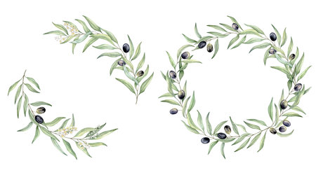 Set of green leaf branches wreaths. Olive berries, greenery foliage, Botanical design element. Hand drawn watercolor illustration for cosmetic branding, greeting card, wedding invitation, pack, stationaryの写真素材