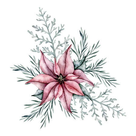 Christmas bouquet of red poinsettia flower, silver plant Dusty Miller and emerald spruce branch, pine twig, evergreen tree, fir, cedar. Hand painted watercolor flower illustration for wedding invitation, birthday card, pack, christmas party, greetingsの写真素材