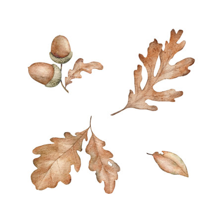 Set of fall oak leaves and acorns. Woodland design element. Aquarelle brown autumn leaf and nut. Watercolor hand drawn illustration for wall stickers, posters, invitation and greeting cards.の写真素材