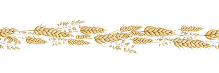 Spikelets of wheat, rye, grains seamless border. Hand drawn watercolor illustration of ripe cereals. Endless banner for packaging and design for a bakery.の写真素材