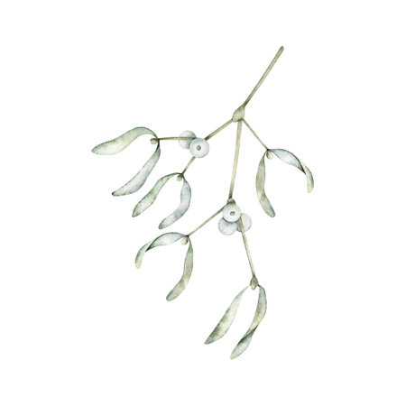 Mistletoe or Viscum branches with leaves and white berries. Christmas winter plant. Watercolor hand drawn illustration isolated on background for card, poster, wedding invitationの写真素材