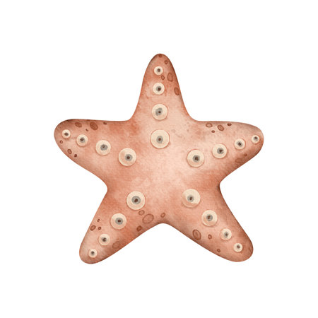 Cute Starfish in coral orange color on isolated background. Underwater Animal. Hand drawn watercolor illustration sea star for nursery, wall sticker, baby shower, bookの写真素材