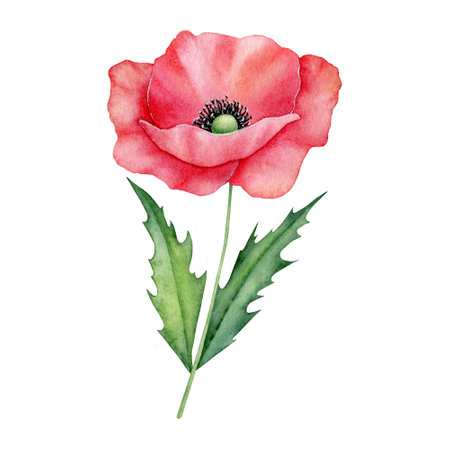 Watercolor red poppy flowers isolated on background. Blooming bright scarlet head with black heart. Hand drawn illustration of wild field flora for greeting card, wedding invitation, pack, stationaryの写真素材