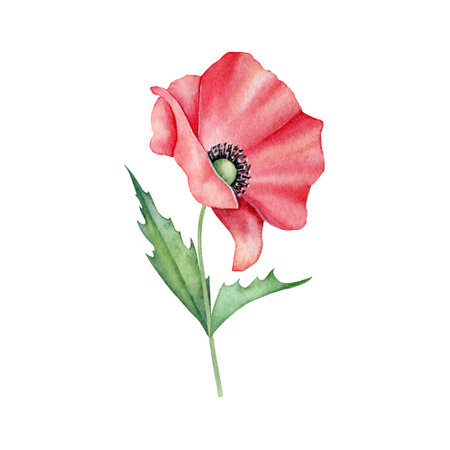 Watercolor red poppy flower isolated on background. Blooming bright scarlet head with black heart with green leaves. Hand drawn illustration of wild field flora for greeting card, wedding invitation, pack, stationaryの写真素材
