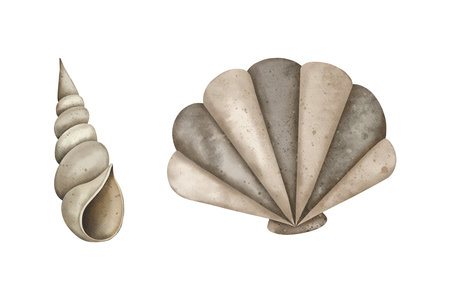 Watercolor set of Seashell. Pearl oyster and spiral shell. Marine underwater elements design. Drawing of conch, shell and cockleshell. Hand drawn aquarelle illustration for logo, banner, poster, print, textile, template, cardの写真素材