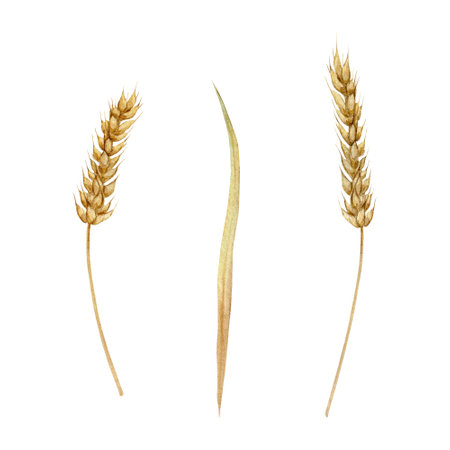 Set of spikelets of wheat, rye, barley, grains. Bunch of wheat and oats. seamless pattern. Watercolor hand drawn illustration. Bakery collection of autumn wheat. Print for packaging, textile, web pages, wedding invitations, greeting cards.の写真素材