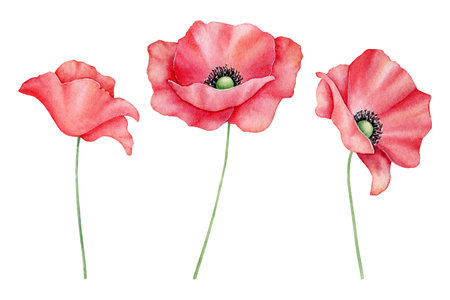 Watercolor set of red poppy flowers isolated on background. Blooming bright scarlet head with black heart. Hand drawn illustration of wild field flora for greeting card, wedding invitation, pack, stationaryの写真素材