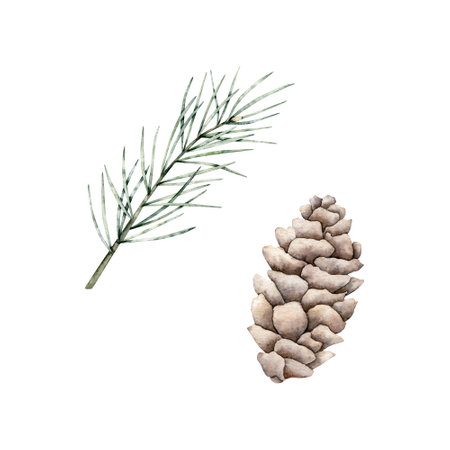 Set of pine branch and cones. Watercolor cone and twig of conifers evergreen tree. Hand drawn botanical illustration isolated image on background for Christmas greetings, cards, wallpapers, invitation, banner, poster.の写真素材