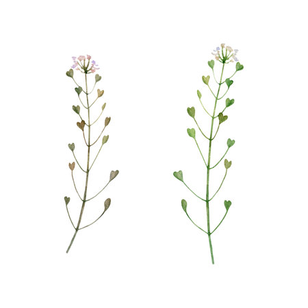 Set of Medicinal plant, Blooming shepherds bag or Capsella bursa pastoris stem with root. Hand drawn watercolor illustration isolated on backgroundの写真素材