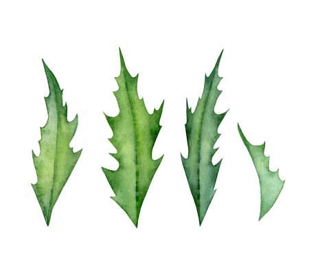 Watercolor poppy green leaves isolated on background. Floral set element. Botanical hand drawn illustration. Oriental poppy green leaf - Latin name - Papaver orientale. Perfect for design pack, brochure, poster, wallpapersの写真素材