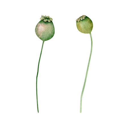 Set of watercolor green boxes of poppy with seeds. Poppies flower. Hand drawn botanical illustration of wild field flora isolated on background for greeting card, wedding invitation, packの写真素材