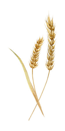 Spikelets of wheat, rye, barley, grains. Bunch of wheat and oats. Watercolor hand drawn illustration. Bakery collection of autumn wheat. Nature design elements for for packaging, label, web pagesの写真素材