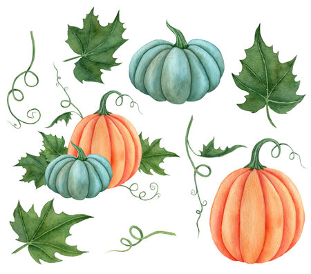 Watercolor set of pumpkins orange, blue colors with leaves. Hand drawn illustration vegetable for the design of signage, agribusiness logo, banner with organic food, healthy brand labels.の写真素材